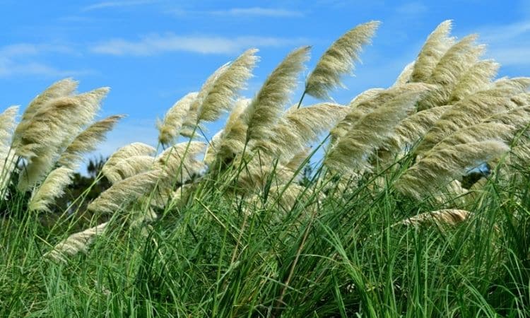 fertilizer for pampas grass 1