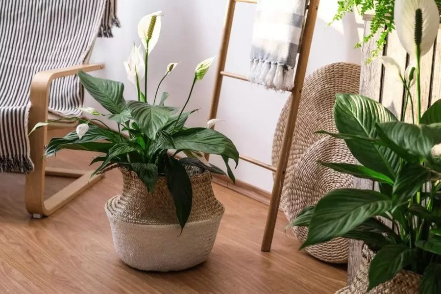 planter for peace lily 2