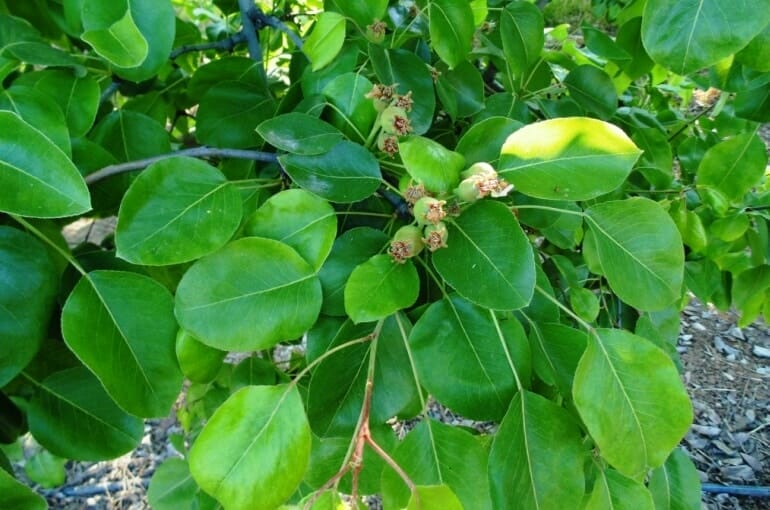 fertilizer for pear trees 1