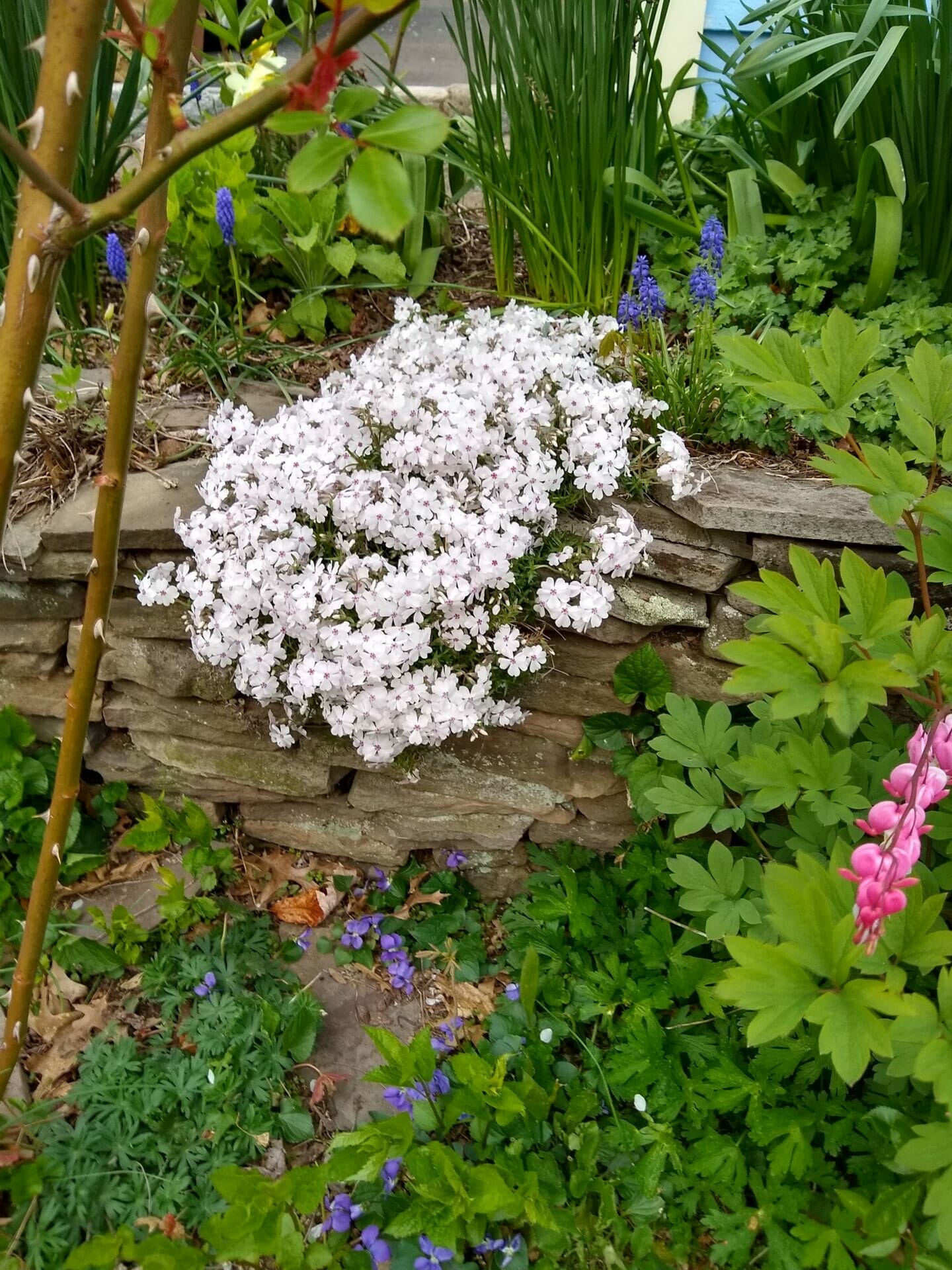 fertilizer for creeping phlox 1