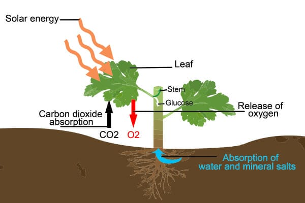 plants for co2 absorption 2