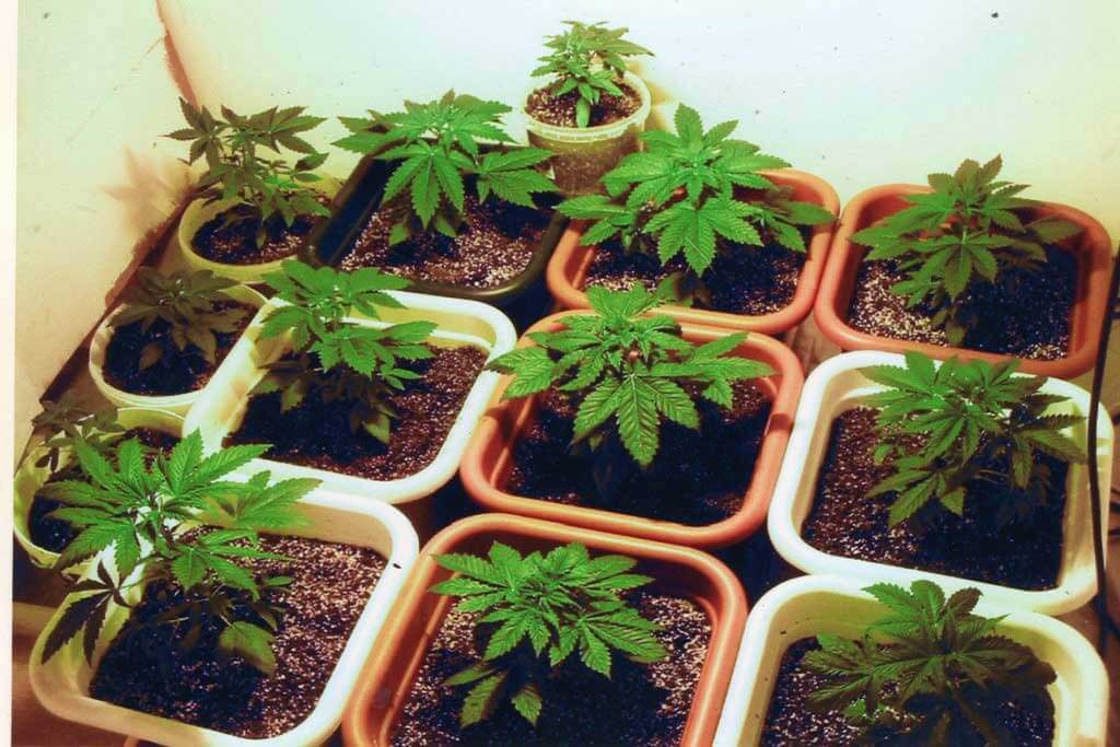 nutrients for weed plants 1