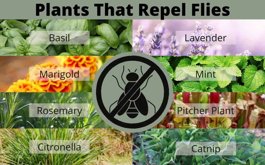 plants to repel flies 2