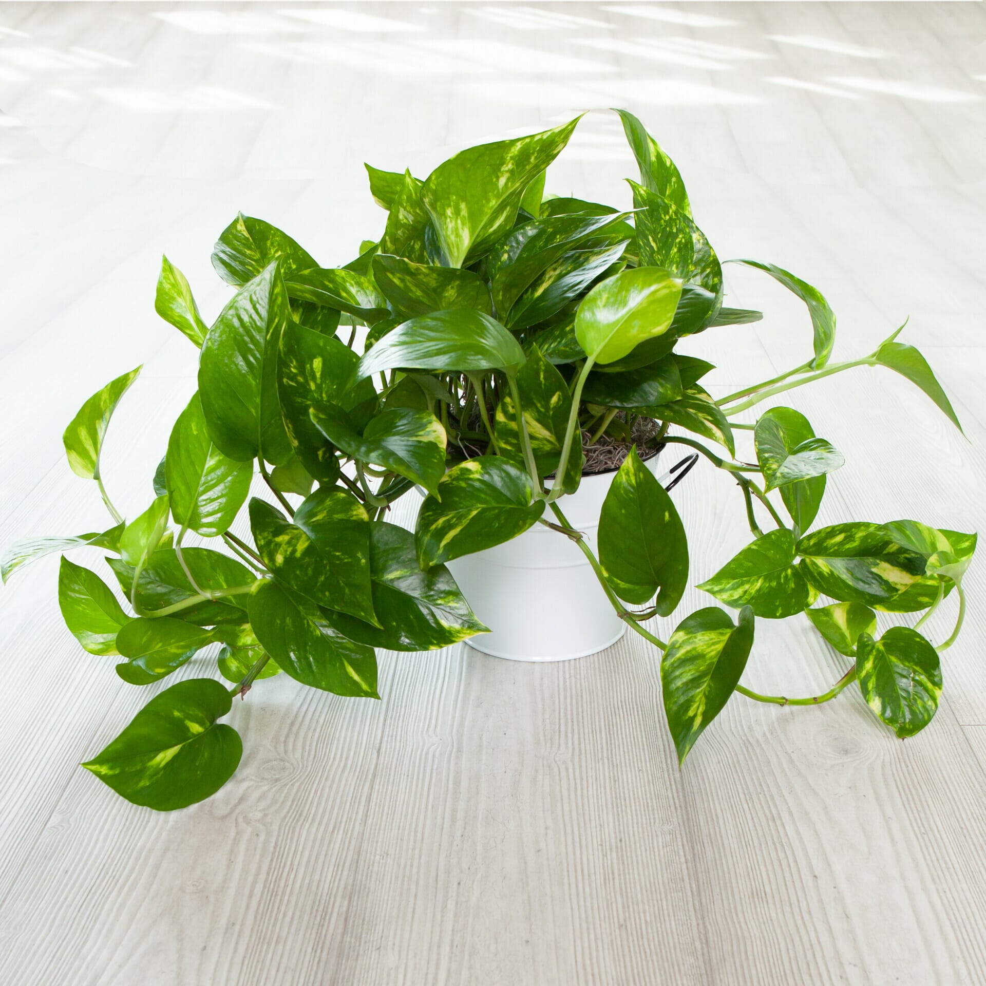 planter for pothos 1