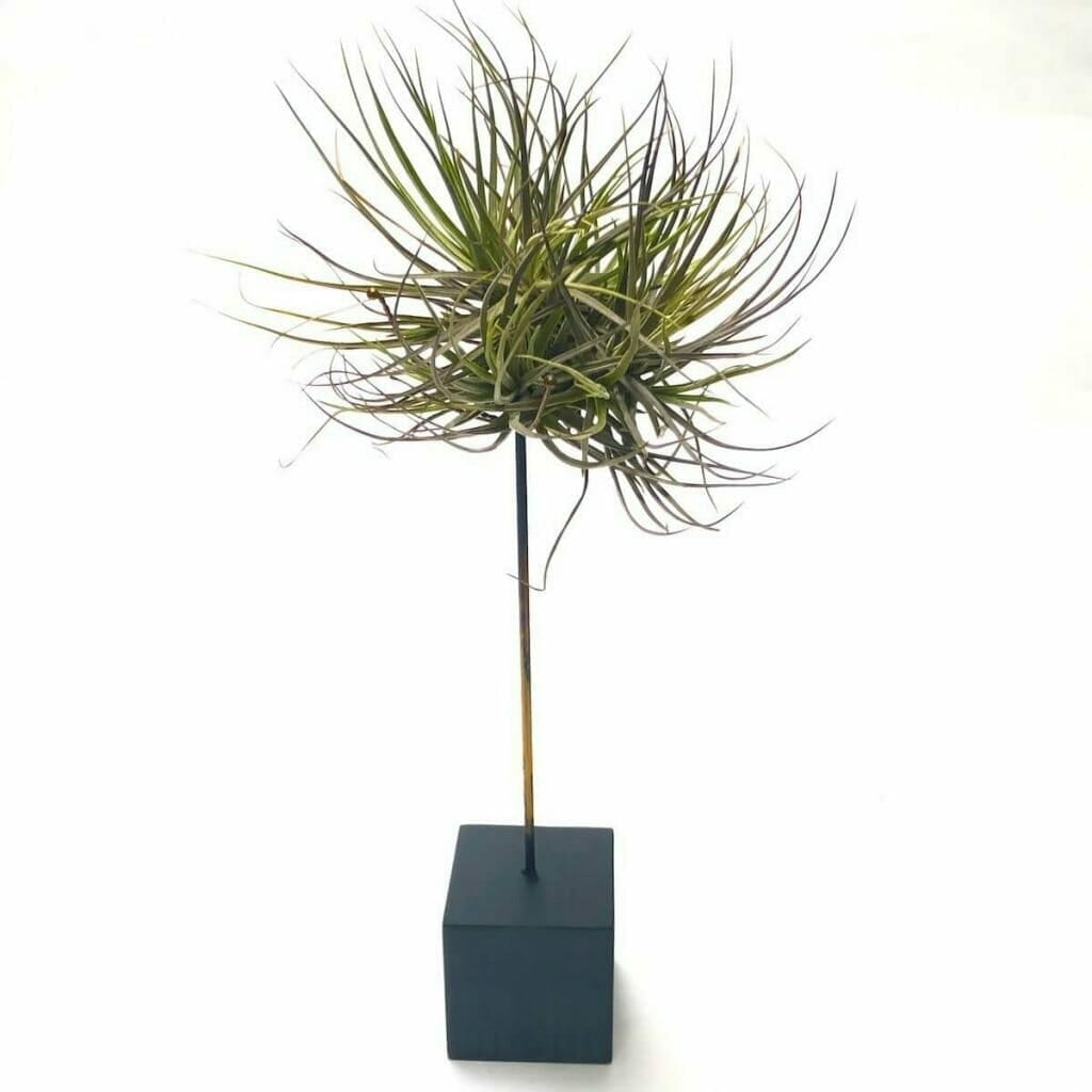 plant delivery los angeles 1