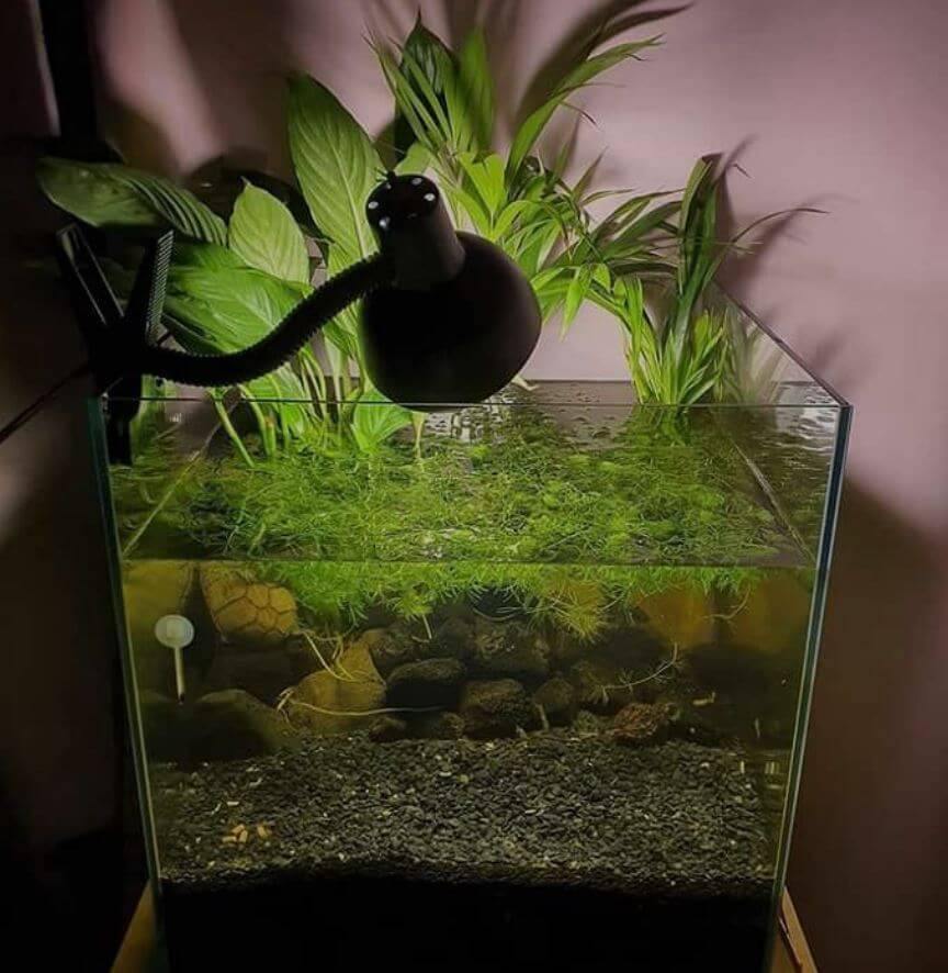 10 Best Plants For Turtle Tank In 2023 The Wrench Finder