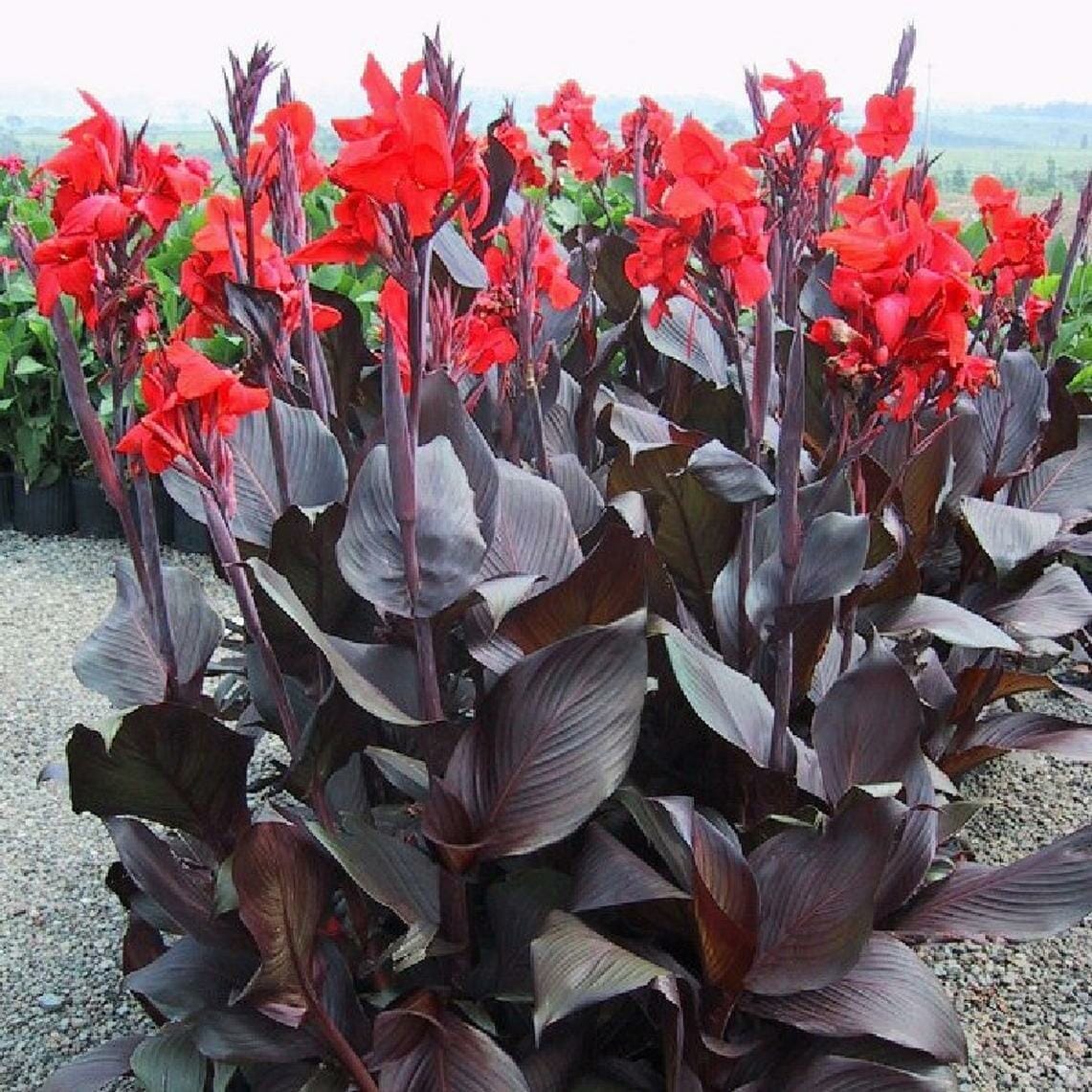 10 Best Fertilizer For Canna Lily In 2023 The Wrench Finder