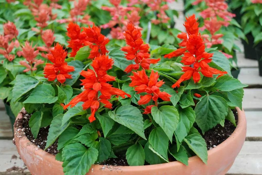fertilizer for salvias 1