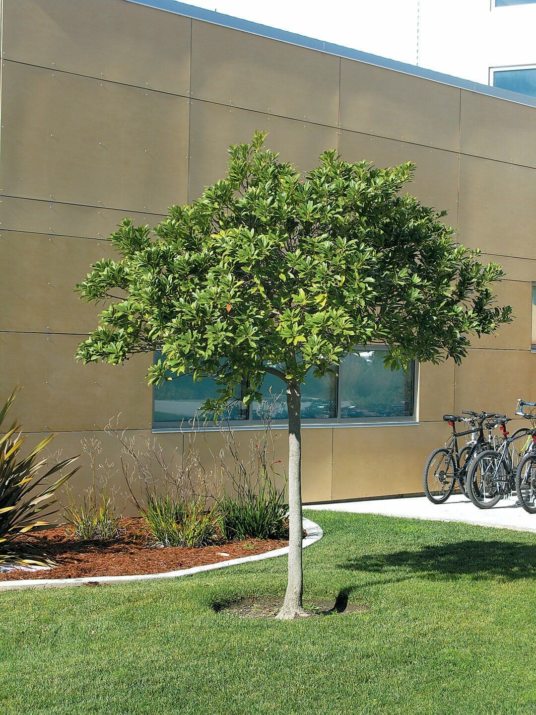 fertilizer for japanese blueberry tree 1