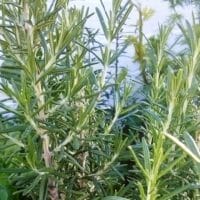 fertilizer for rosemary 2