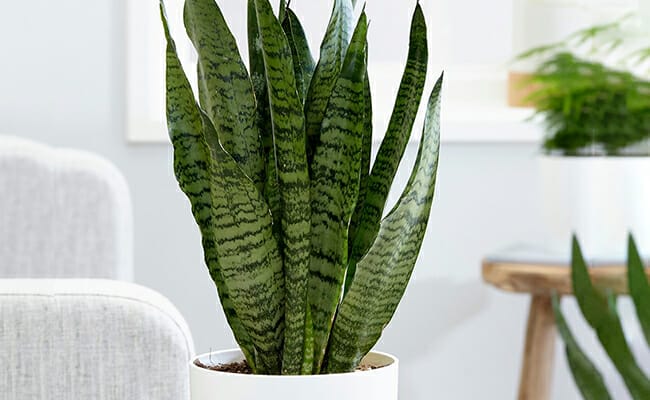plants for housewarming 1