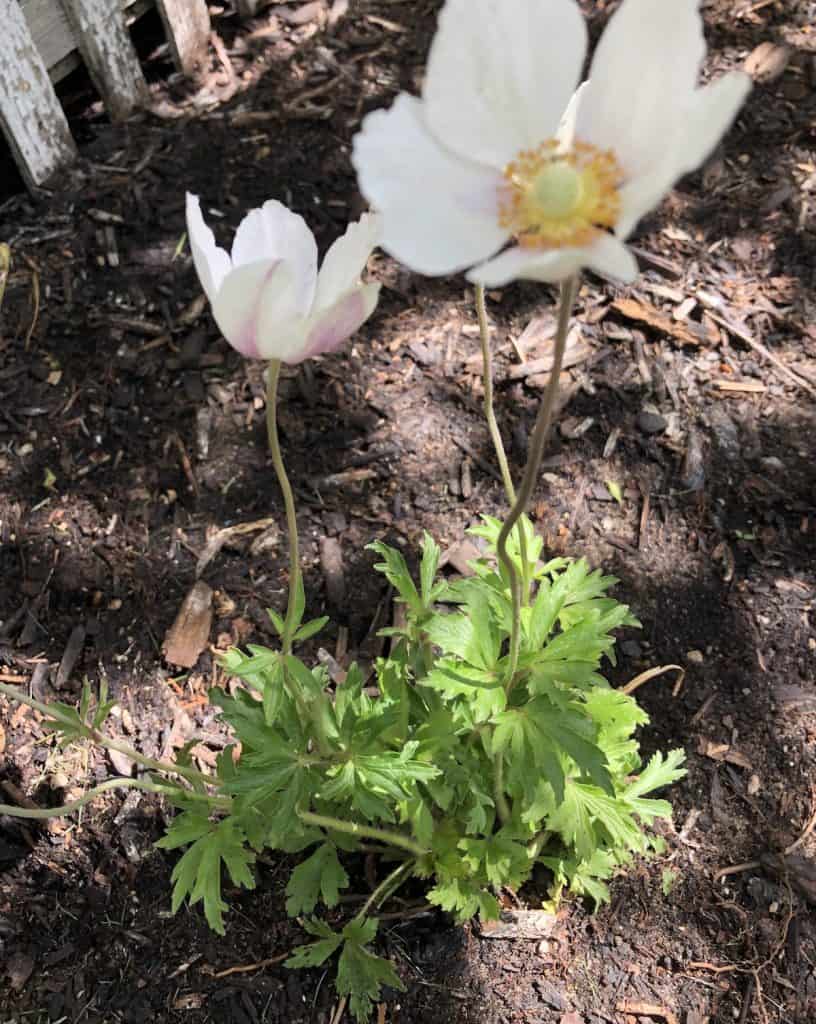 perennials to plant with tulips 2