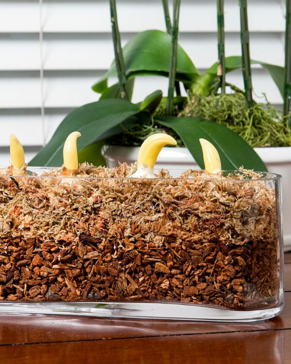 sphagnum moss for plants 1