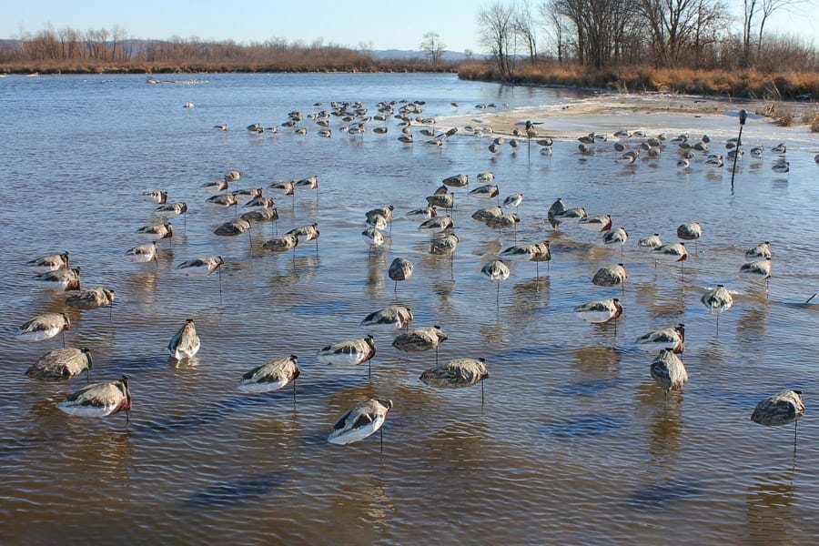 decoy spreads for ducks 1