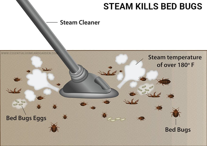 10 Best Steamer For Killing Bed Bugs In 2023 The Wrench Finder