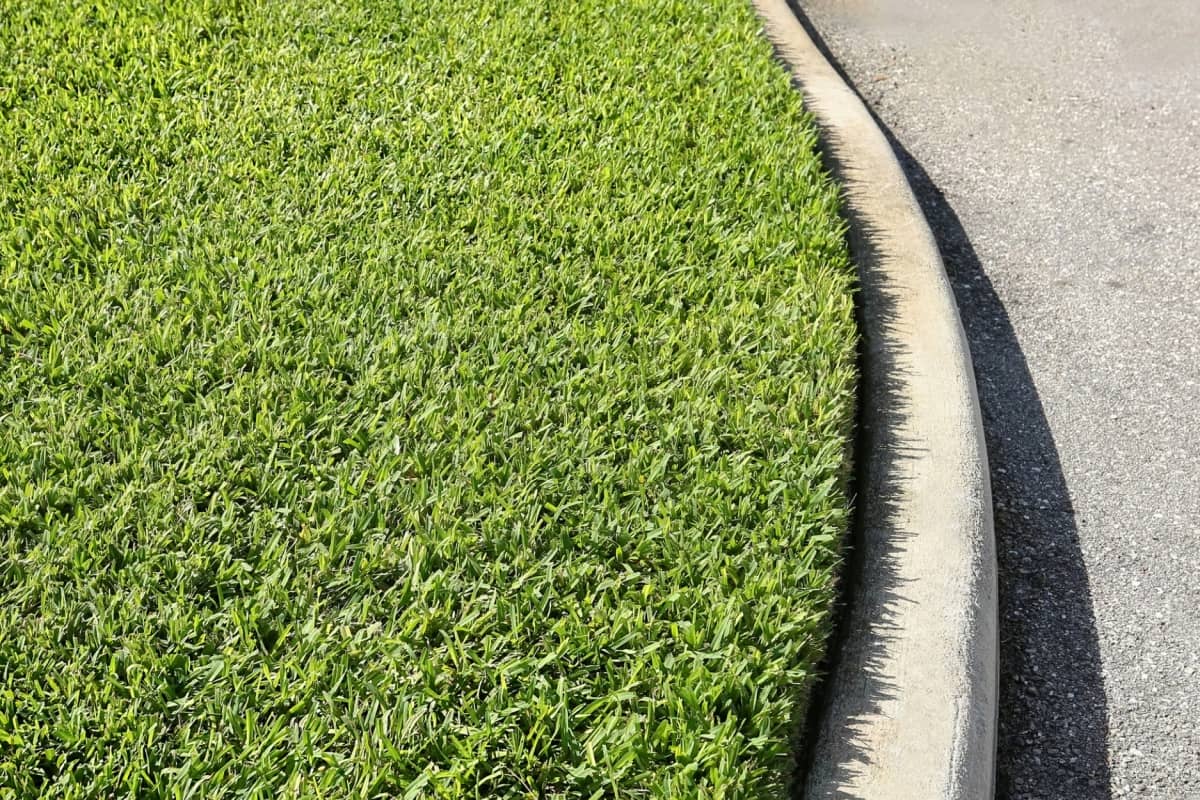 winter fertilizer for st augustine grass 1