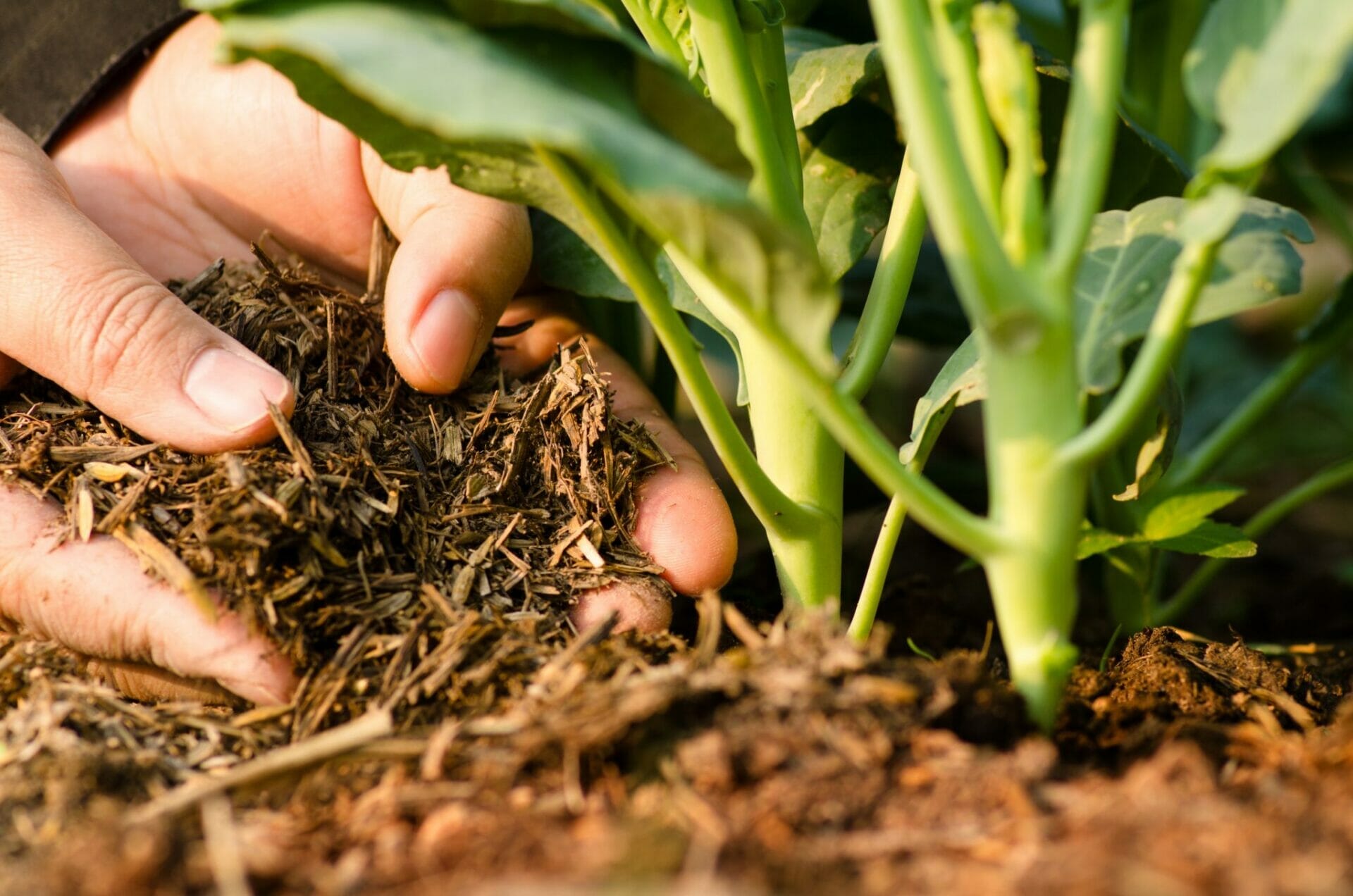 fertilizer for clay soil 1