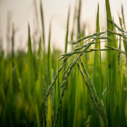 fertilizer for perennial ryegrass 1