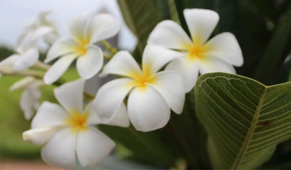 fertilizer for plumeria plants 2