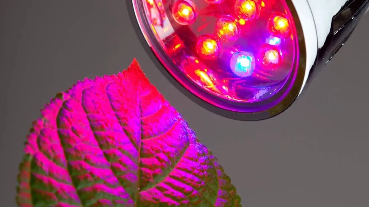 kelvin for growing plants led 2