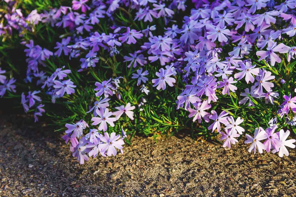 10 Best Native Plants For Erosion Control In 2023 The Wrench Finder