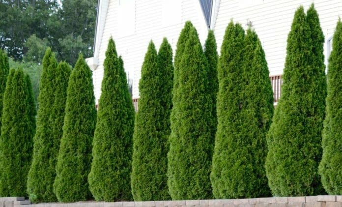fertilizer for arborvitae trees 1