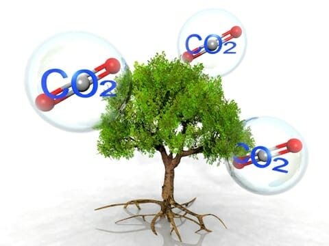 carbon absorbing plants 1
