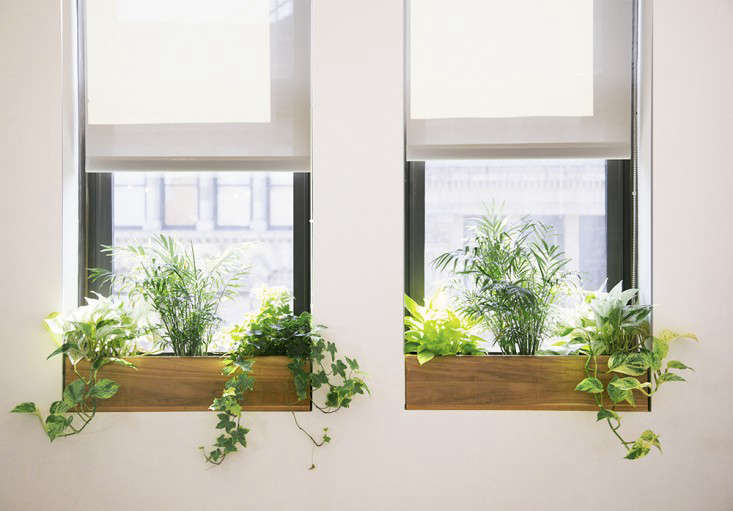 plants for office with no window 2