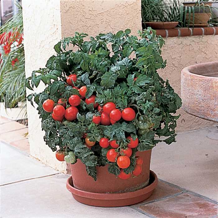 10 Best Patio Tomato Plants In 2023 The Wrench Finder