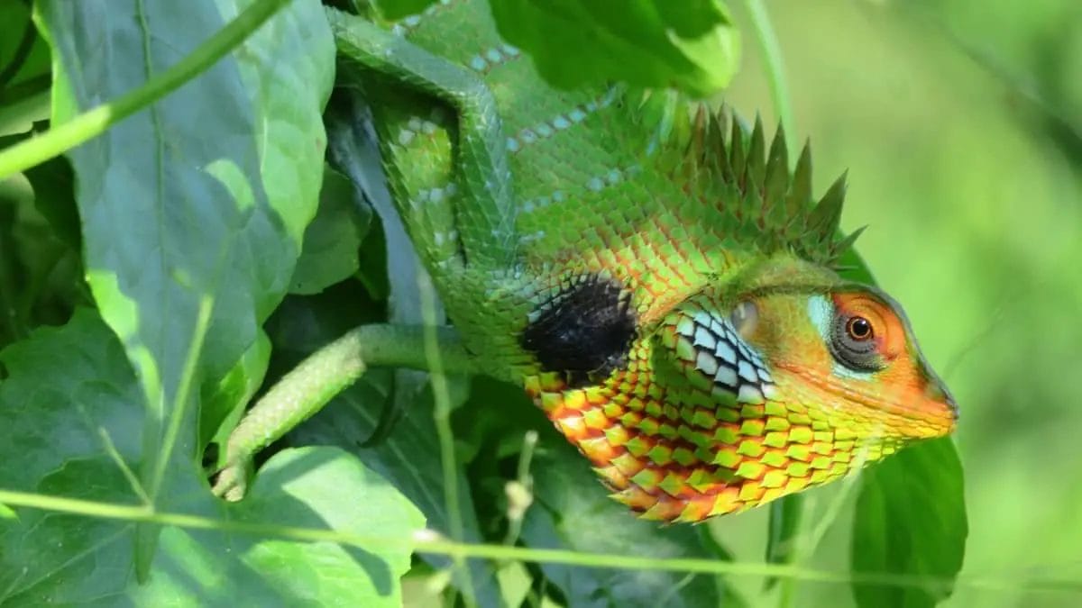 live plants for chameleons 2