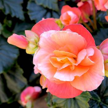 fertilizer for begonias 2