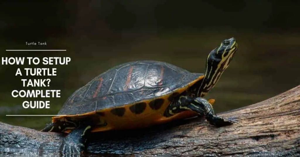 plants for turtle tank 2