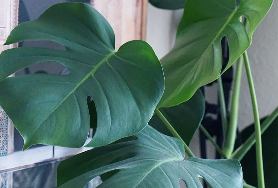 planter for monstera 1