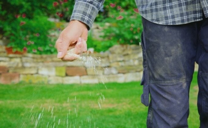 fertilizer for floratam grass 1