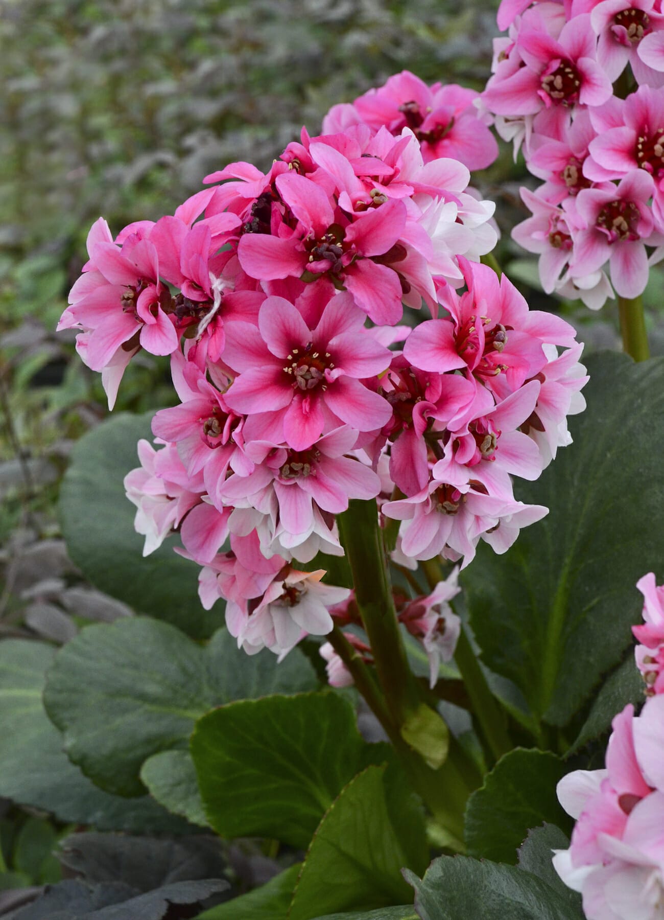 perennial plants for cemetery 1