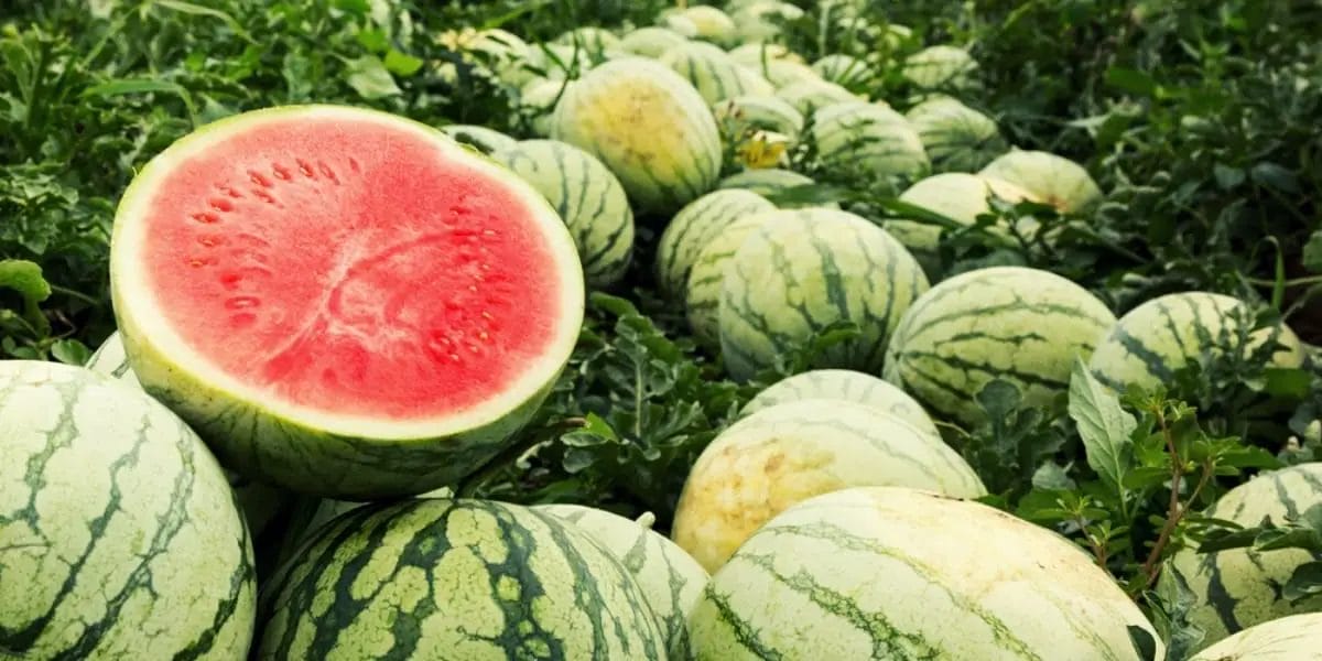 10 Best Companion Plants For Watermelon In 2023 The Wrench Finder