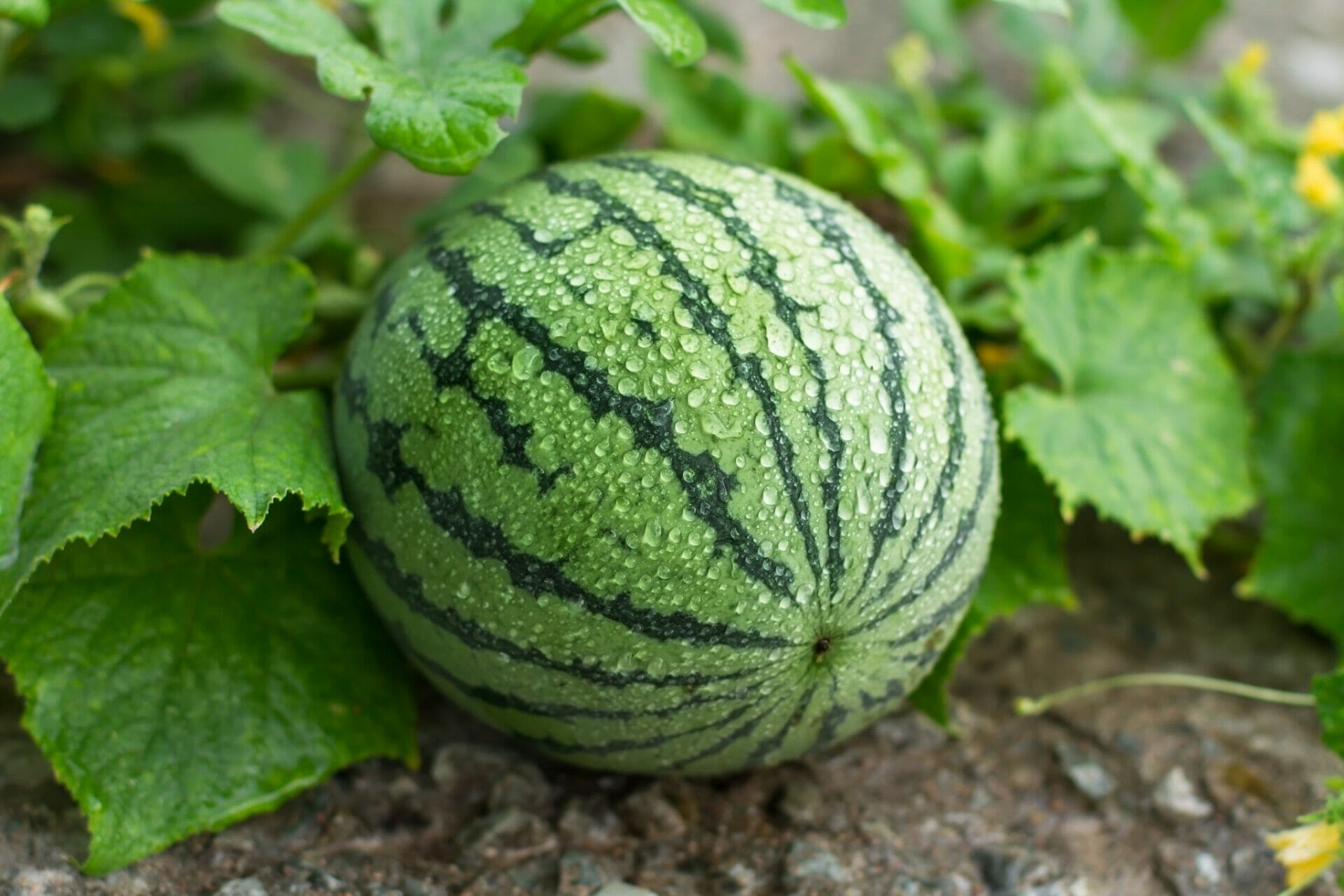companion plants for watermelon 1