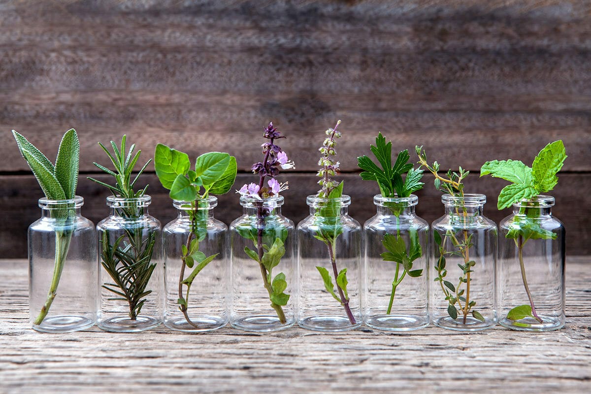 essential oils for plants 1