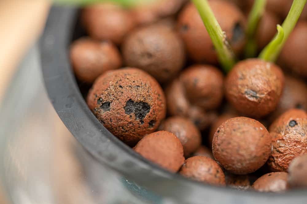 plants for leca 1