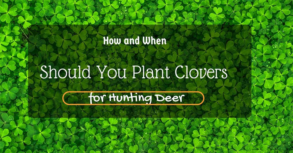 clover to plant for deer 1