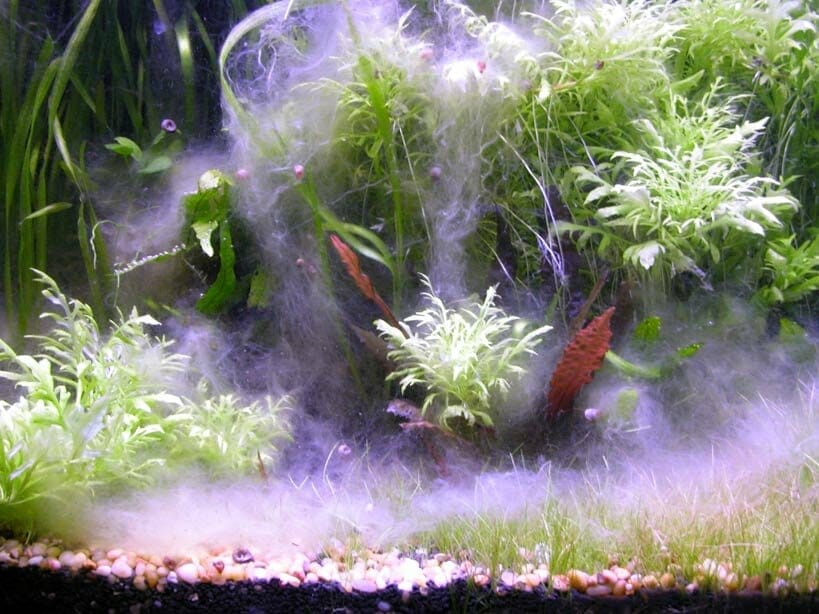aquarium plants to prevent algae 1