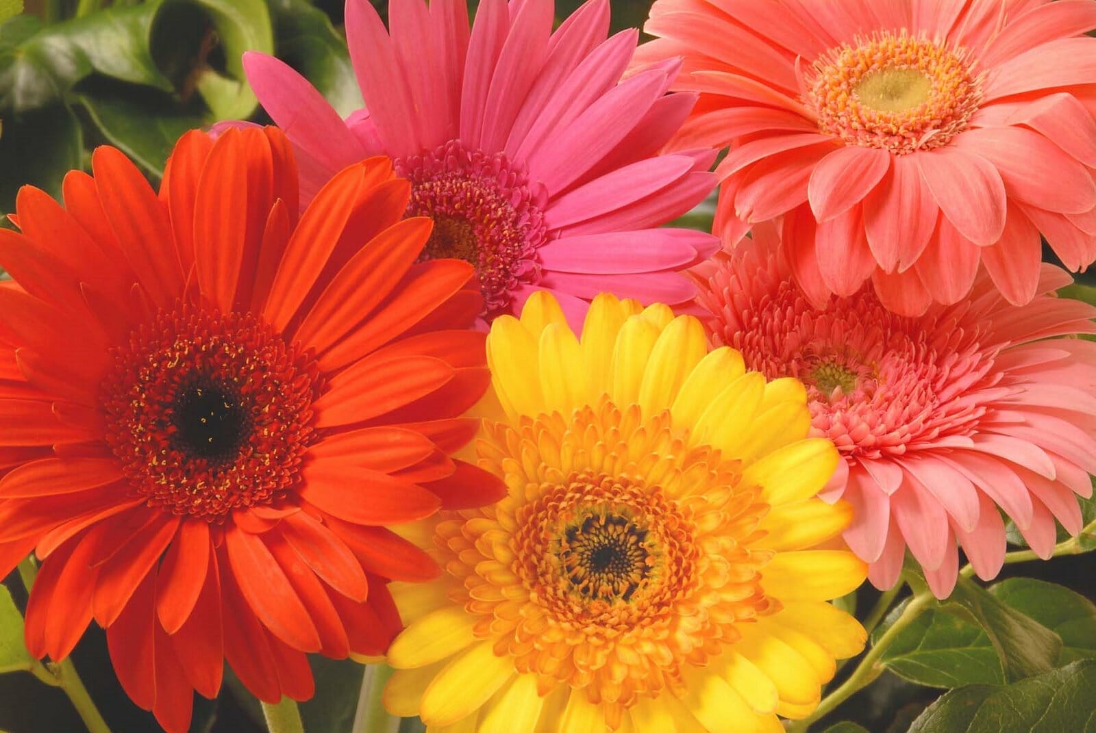 fertilizer for gerbera daisy 2