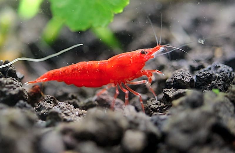 10 Best Plants For Guppies In 2023 The Wrench Finder