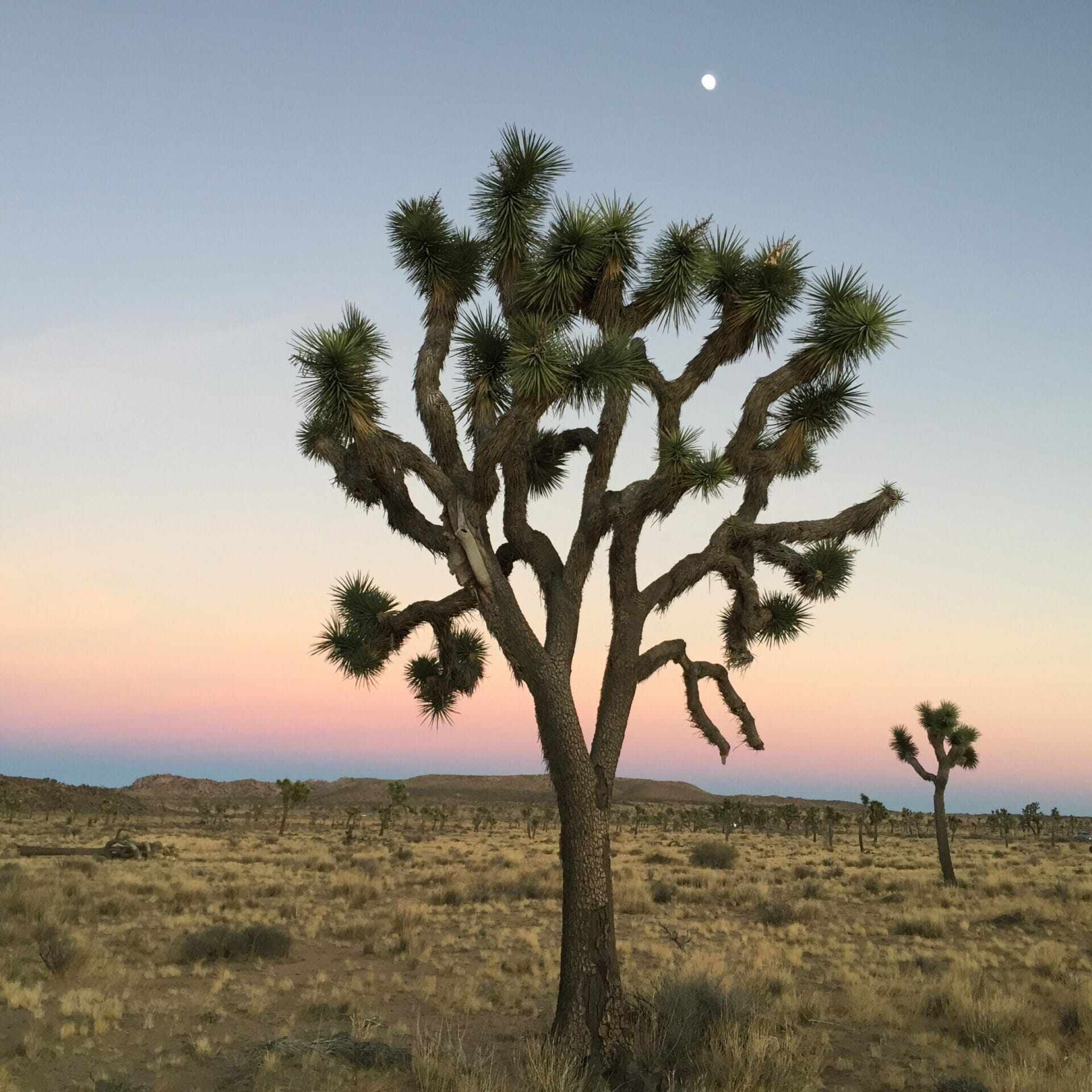 plants for las vegas 1