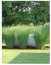 plants to hide propane tank 2