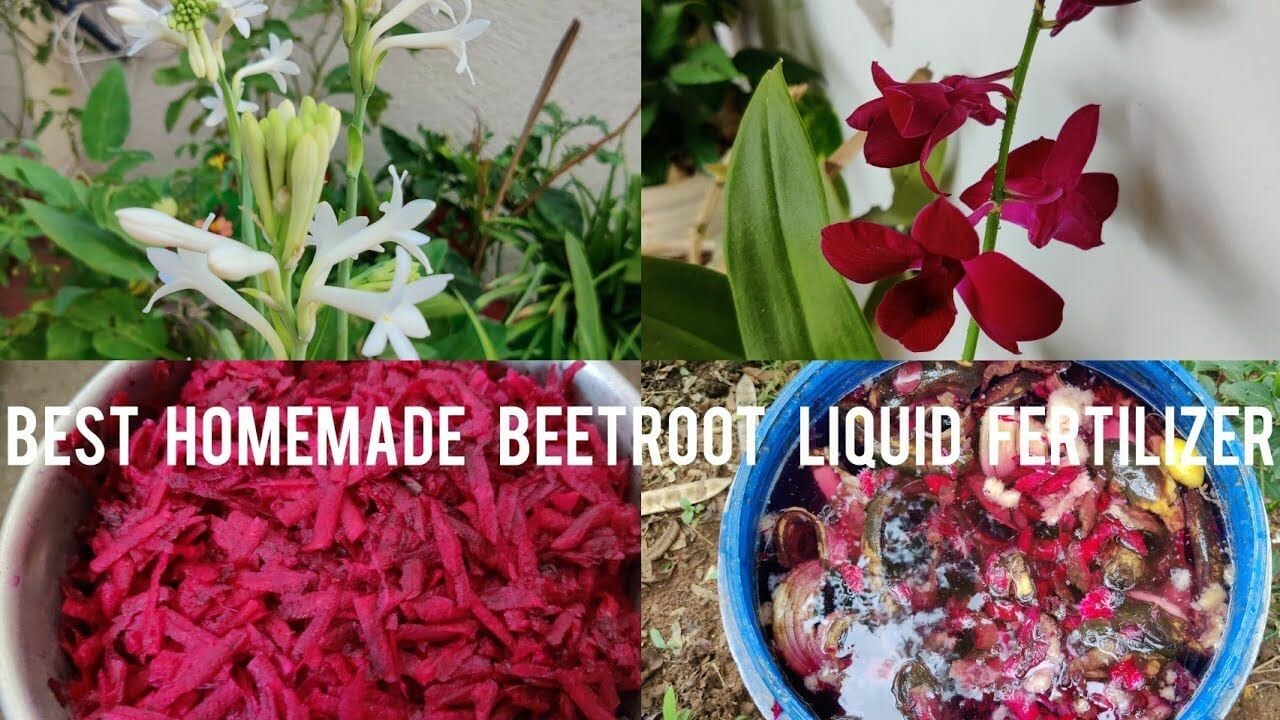 fertilizer for beetroot 1