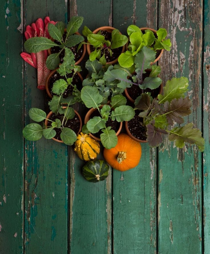 fertilizer for brussel sprouts 1