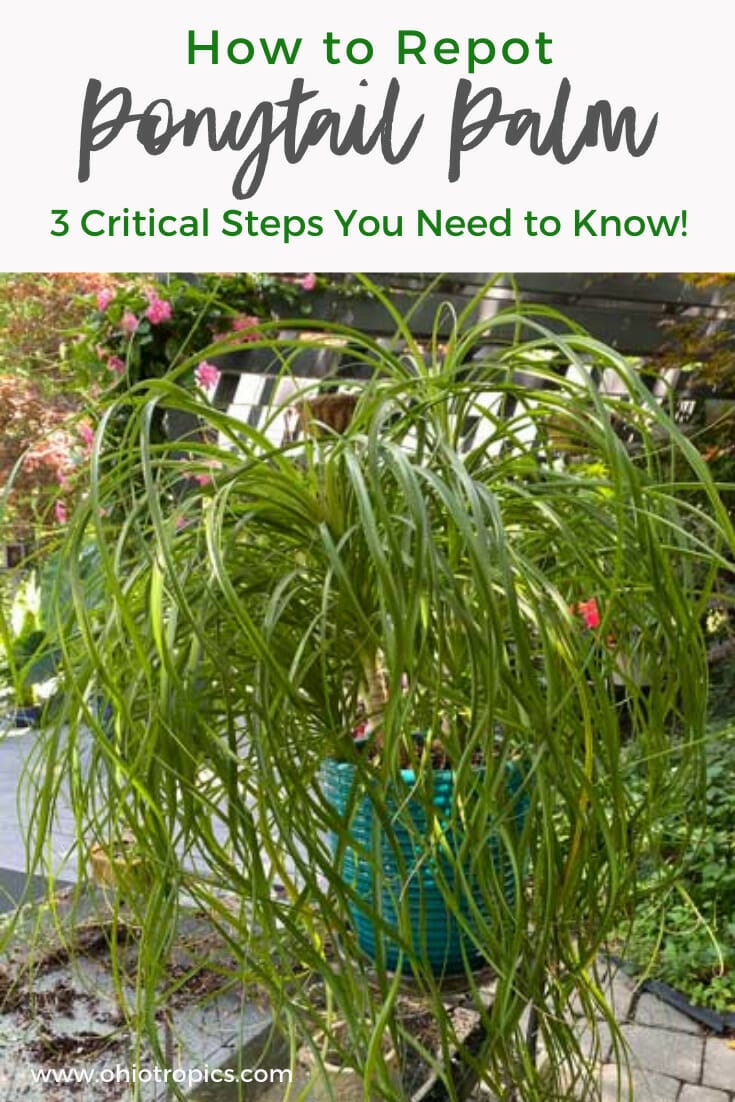 potting soil for palm plants 2