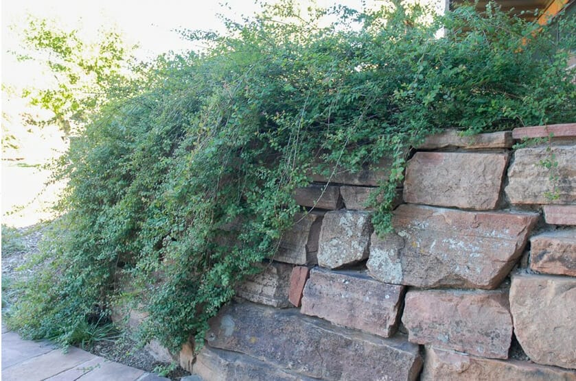 shade plants for colorado 1