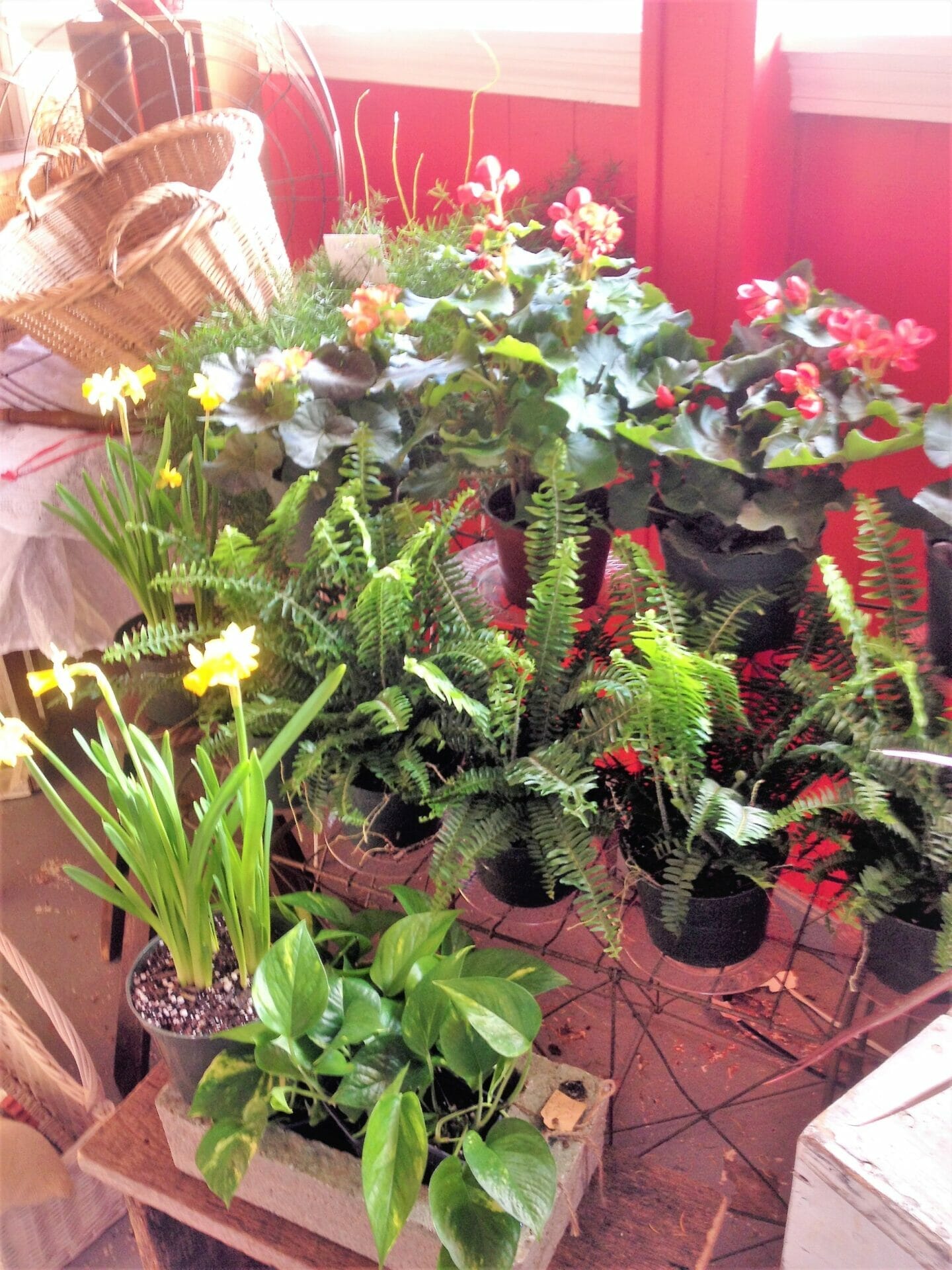 plants for valentine's day 1